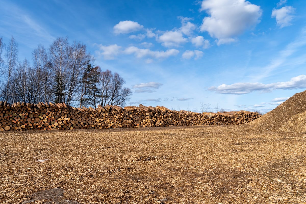 Stack of timber logs and wood chip pile from a full forestry cycle